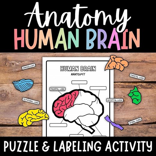 Human Brain Anatomy for Kids, Printable Brain, Brain Labeling Activity, Brain Puzzle, Brain With Labels, Human Brain Labeling, Brain Diagram - Etsy