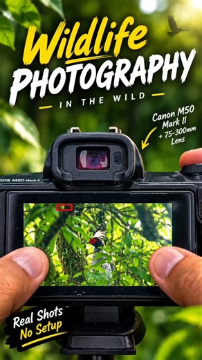 A Rare Moment in the Wild 🐦 Wildlife Photography in the Forest | Canon M50 Mark II #ytshorts #birds