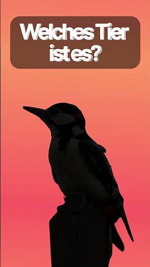 Welches Tier macht DIESEN Sound? 🔊🤔 #tierquiz #tiergeräusche #vogelstimmen #shorts #naturequiz