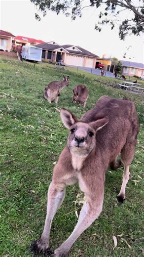 Aussie Security Team's Kangaroo Encounters