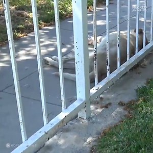 5.6M views · 436K reactions | TENÍA "DUEÑOS" AHORA PEARL TIENE FAMILIA.ADOPTÁ, NO COMPRES www.adopterosargentina.com | Adopteros Argentina | Facebook