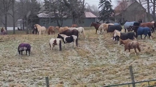 Happy Thanksgiving from the "Happy Appy Herd!" They sure were enjoying spreading their legs during our winter weather yesterday 🐎❄️🌬️ | Appy Orse Acres