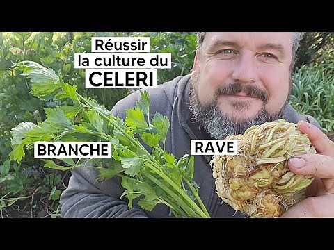 Comment cultiver le CELERI RAVE ou le CELERI BRANCHE 『TUTO』