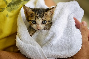 Giardia in shelter dogs and cats: Is there a single-dose treatment? »  Shelter Medicine Program » College of Veterinary Medicine » University of Florida