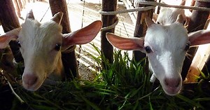 Goat Production System: Building Your Goat Pen