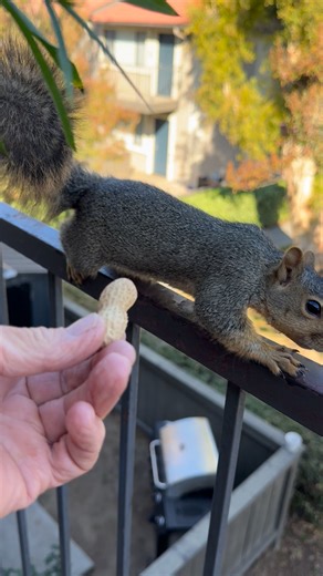 Hand feeding a squirrel | Yvonne Fox