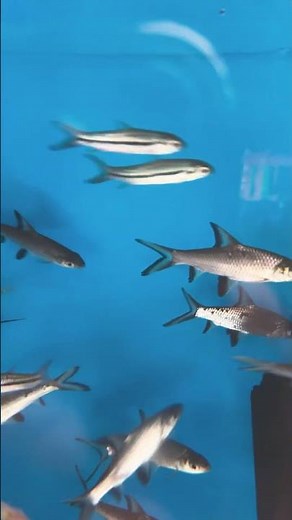 Apollo shark #aquarium # #terrarium #fish #aquariumfish #knowledge #new #animals #viral #trending