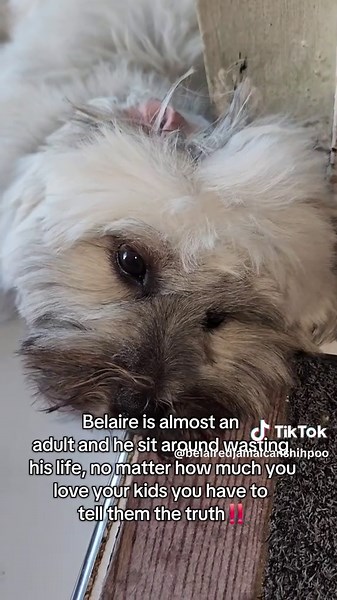 Having a Heartfelt Talk with Belaire the Shih Tzu