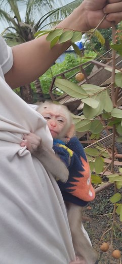 Bring baby Bou Bou to pick longan | Animals Rocky