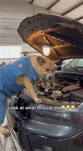 Cat Drops Car Hood on Mechanic Dog 😭🐶 #funny #shorts #cat #dog #mechanic