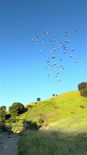 Morning training toss. Getting the team ready for the races. #racingpigeons