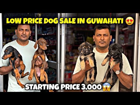 Low Price Dog Sale in Guwahati | Starting Price 3000 Only😍