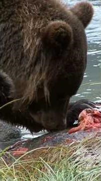 salmon fish facts explained #animals #facts #fishing #wildlife