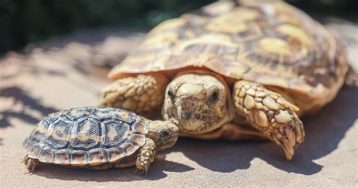 Here's the Punny Name Readers Chose for Denver Zoo's Baby African Pancake Tortoise: EXCLUSIVE