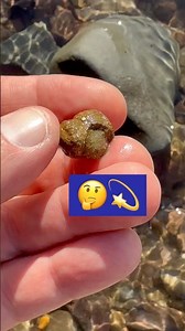 “Fool’s Gold,”Surprise Beach Find.#rockhounding#beachfinds#lymeregis