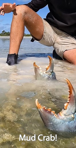 79K views · 1.7K reactions | Giant Mudcrab! 勞 Searching for the World Record | Back 2 Basics Adventures | Facebook