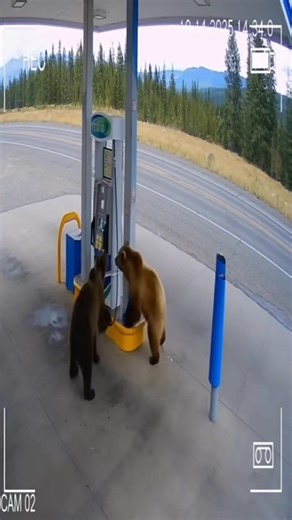 #bear #grizzlybear #gasstation #oso | tankee.chill.tv