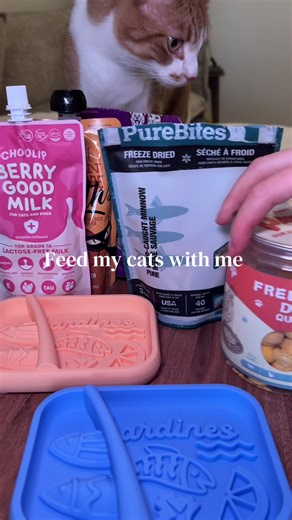 Feeding My Cats: Healthy Menu Choices and Tips