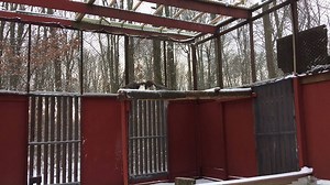 The Update: The Bayonne/Staten Island Eagle. We received this eagle for care a few weeks ago totally dehydrated and emaciated. The bird suffered from intestinal parasites, systemic infection and an older eye injury. It did not appear to have any noticeable fresh injuries and the x-rays showed nothing significant. We treated the bird for the parasites and infection and it has been gradually improving. It started indoors in a small enclosure and needed to be force fed. It is now outdoors, eating o