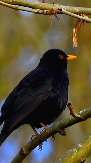 70K views · 4.8K reactions | Eurasian blackbird (Turdus merula) | Nrfa Kicau | Facebook