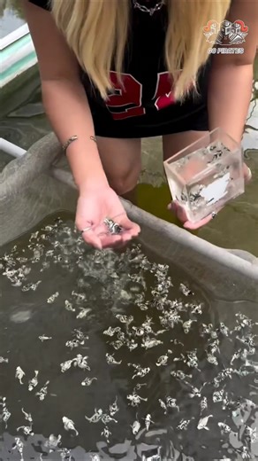 platinum baloon molly breeding male, female ratio #aquarium #trending #viral #viralvideo