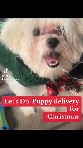 Making the kids wish come true for Christmas with the puppy delivery#fyp #puppylove #puppytiktok #puppycheck #share #dogsoftiktok #like #viralvideo