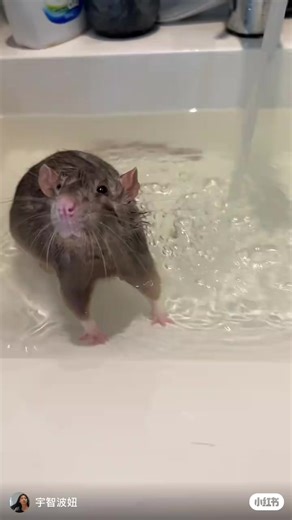 Does my pet fancy rat behave better than yours? Mine can take a bath all by itself! 🐀🛁💦 #FancyRat #PetRat #CutePets #SmartPet #PetLovers