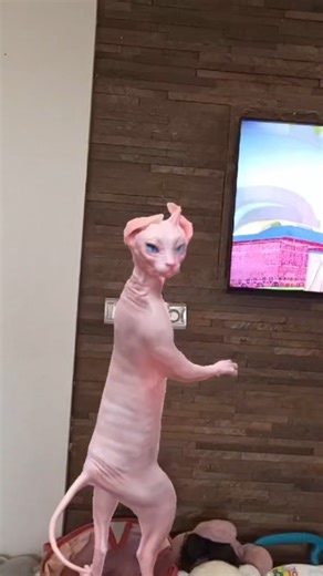 Dancing Sphynx Cat Goes Crazy With Toys & TV Cartoons!😹🔥🐾