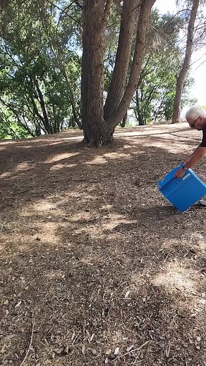 3.9K views · 188 reactions | All of the juvenile raptors that were...