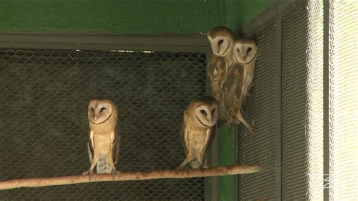 Centro de triagem recebe animais silvestres apreendidos no Maranhão