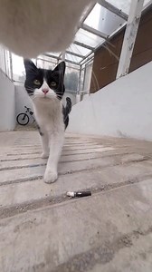 Maxwell the Kitten and His Adorable Friends
