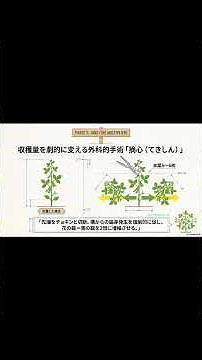 【2026年】エダマメ栽培・完全攻略ガイド