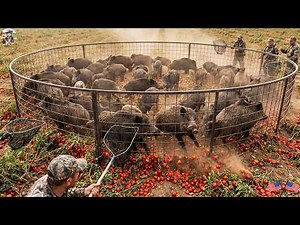 🔴 This Wild Boar Attack Nearly Destroyed The Entire Farm - How Can Texas Farmers Stop It?