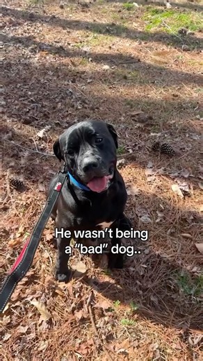 When a dog leaves a shelter, they are not immediately showing you their true personality...