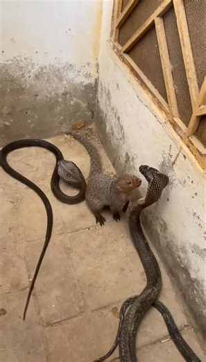 Kingcobra vs Mongoose😱🐍 #snakes #kingcobra #animals #attack | Best Snake TV