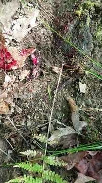 Squirrel with bot fly larvae.