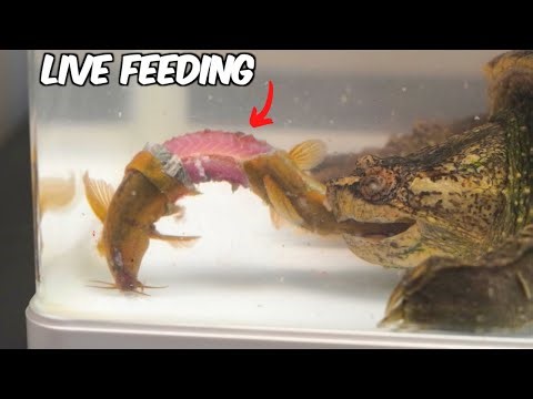 snapping turtle eats the large loach(live feeding)