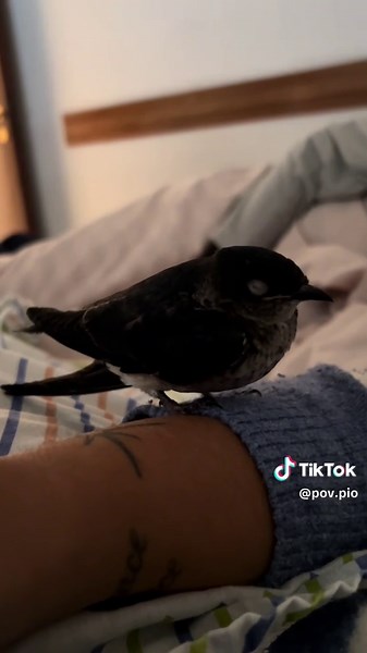 Pio soñando: Descubre la ternura de los pajaritos
