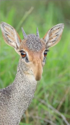 What Is A Dik-Dik? #goodtoknow #vet #medicine #educational #learn #wildlife #antelope #dikdik