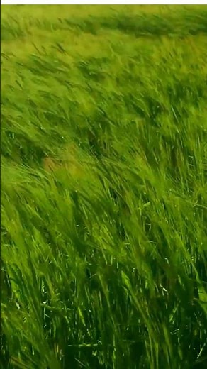 "Strong Wind Blowing 🌪️ | Extreme Wind Sounds & Effects"