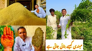 1.2M views · 10K reactions | HENNA HARVESTING AND PROCESSING IN FACTORY | Henna Farming In Pakistan | Village Food Secrets | Village Food Secrets | Facebook