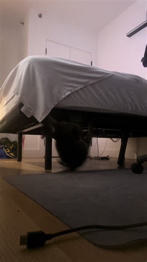 Checking Under the Bed at 3AM—A Hilarious Cat Encounter