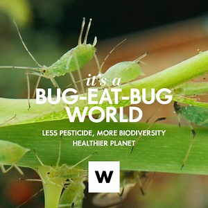566 reactions · 41 shares | Ladybirds are helpful to humans but to aphids, they’re deadly. Find out more about our Farming for the Future methods. | WOOLWORTHS | Facebook