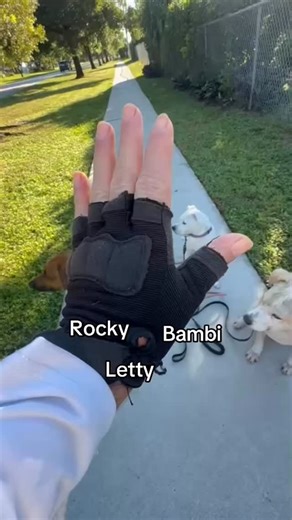 #DogTraining #DogTrainer #CalmDogs #HappyDogs #ObedientDogs #¿Tu peludo necesita un cambio positivo?  Visita angelpaws.us y descubre cómo mejorar su comportamiento con amor, paciencia y resultados reales. Si ya pasaste por la web y quieres dar el siguiente paso, ¡te espero! ✨  Escríbeme o llámame al (407) 879-7553  Haz clic aquí para WhatsApp | Angel Paws | Facebook