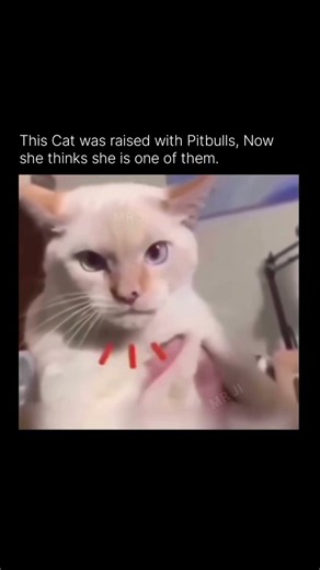 POV: You Were Raised by Pitbulls 💀 | The Most Sigma Cat in 2026 | Relatable #memes #edit #shorts