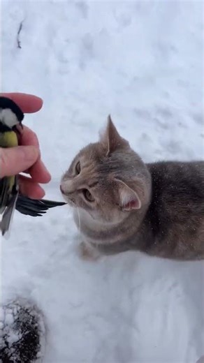 très drôle le chat 😜 🐱 😜 🐱 😜 🐱 😜