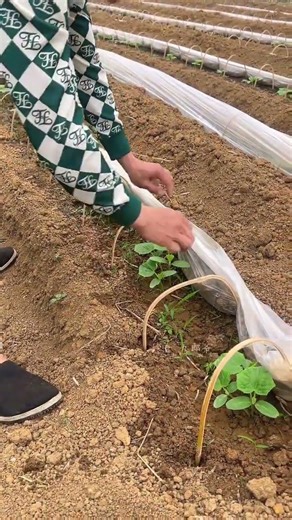 Growing vegetables, rural life, my rural life