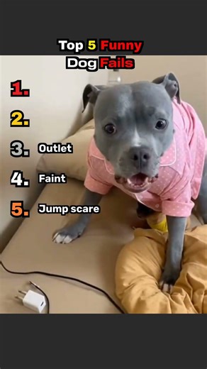 Top 5 Funny Dog Fails