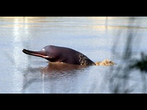 Blind But Brilliant: The Indus River Dolphin’s Incredible Survival Story | Rare Endangered Species!!