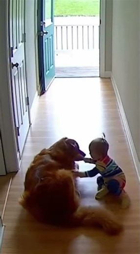 Dog Becomes Baby's Gentle Guardian